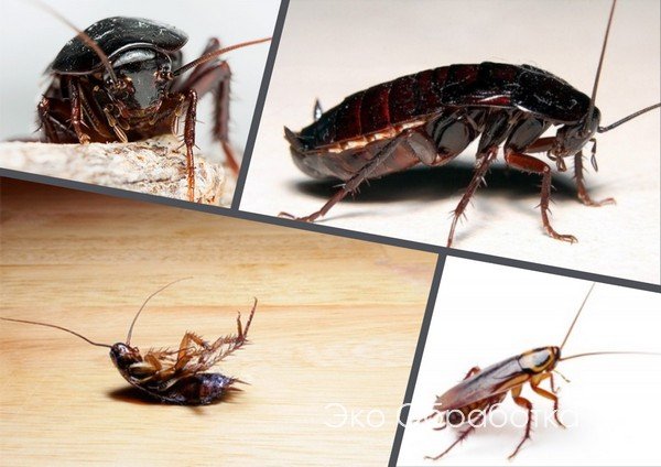 Дезинфекция и обработка от тараканов в квартире в Москве. Служба дезинфекции от тараканов.