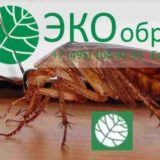 Дезинфекция от тараканов в Москве