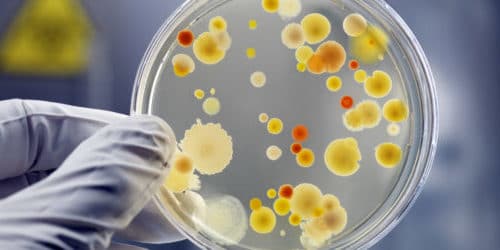 в составе собранных проб могут быть различные опасные микроорганизмы и бактерии