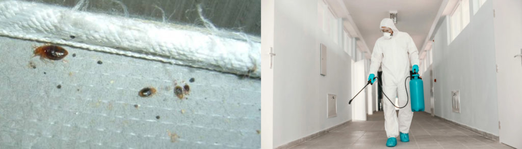 Уничтожение клопов в Москве | Цена обработки квартиры от клопов 1800 ...