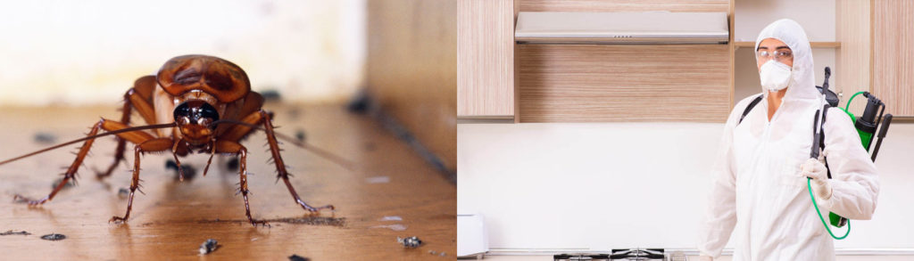 Обработка от тараканов | Уничтожение тараканов с гарантией от 1800 рублей
