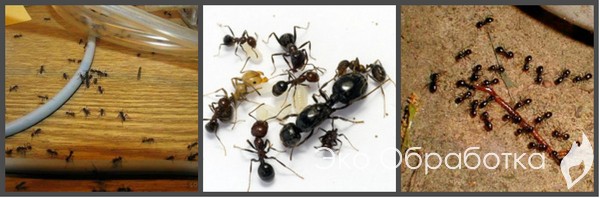 как избавиться от черных муравьев в доме