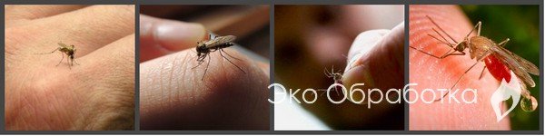 комары на теле