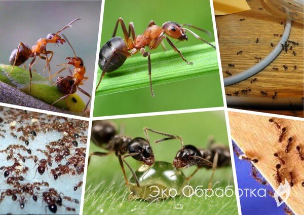 Средство от насекомых ᐉ купить в Кишиневе, Молдове | Чистый Дом