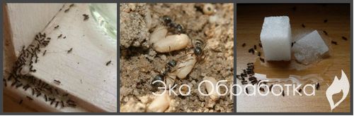 муравьи в теплице
