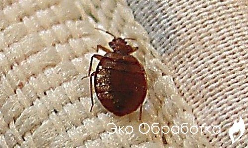 постельный клоп » Эко-Обработка