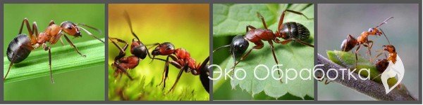 борьба с муравьями