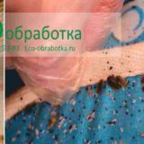 Уничтожение клопов по Москве в квартирах и домах