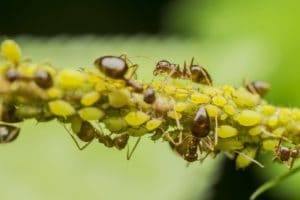 муравьи уничтожение