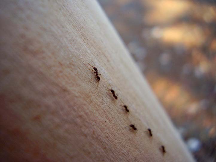 уничтожение муравьев в квартире москва цена