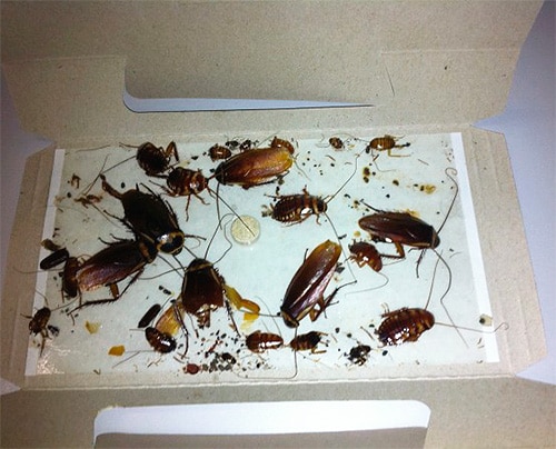 борьба с тараканов с помощью ловушек