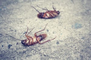 борьба с тараканами в квартире