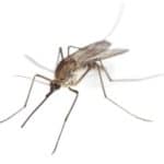 стоимость обработки от комаров