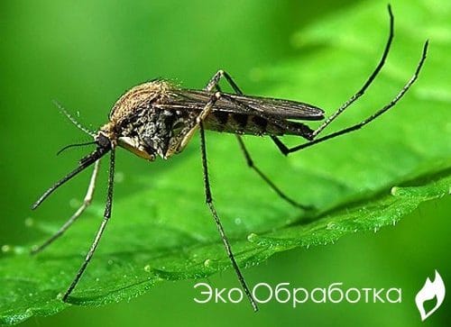 дезинсекция от комаров