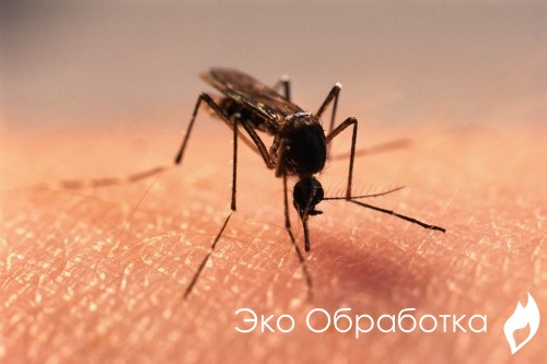 уничтожение комаров на участке
