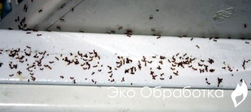 места скопления маленьких муравьев