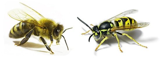 разница между пчелой и осой