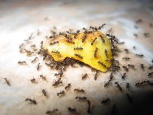 дрожжи от муравьев