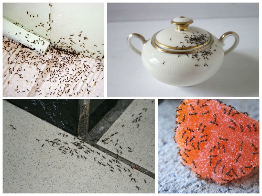 5 простых способов как сделать ловушки для муравьёв своими руками — Без Тараканов