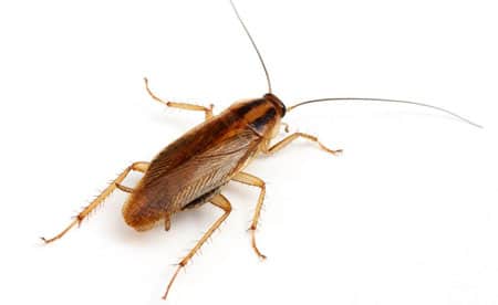 Тараканы: фото, причины появления, как избавиться, препараты Август