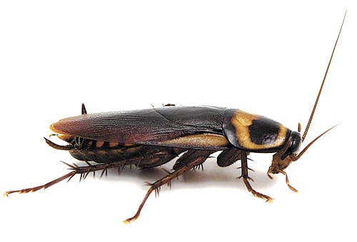Черный таракан (Blatta orientalis)
